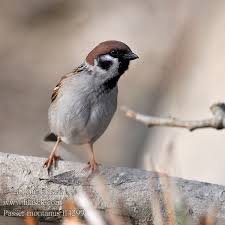 물이 얼음으로 변했다 вода превратилась в лёд. Passer Montanus Tree Sparrow Feldsperling Moineau Friquet Gorrion Molinero Vrabec Polni Skovspurv Ringmus Pikkuvarpunen Passera Mattugia Pilfink æ ' éº»é›€ Vorobej Polevoj ã‚³ã‚¬ãƒã‚¹ã‚ºãƒ¡ ì°¸ìƒˆ Dendrospoyrgiths Pardal Montez Polovij Gorobec Agac Sercesi