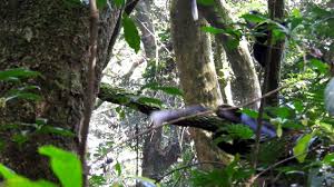 Image result for Sericostachys scandens