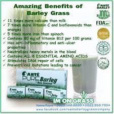 Amazing Benefits Of Barley Grass Wheatgrass Smoothie Barley Grass Wheat Grass