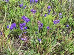 Image result for Triglochin bulbosa