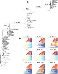 Image result for Athroisma gracile