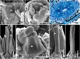 Image result for Hypolytrum goetghebeur