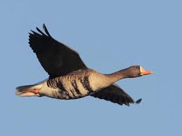 Maybe you would like to learn more about one of these? Identification Of Greater White Fronted Goose