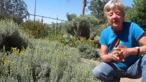 However, this is an easy. Lavender Cotton Santolina Chamaecyparissus Youtube