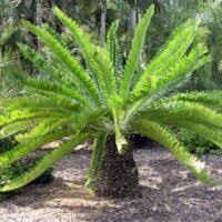 Image result for Encephalartos gratus