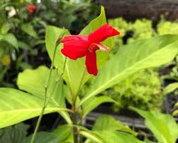 Image result for Ruellia brevifolia