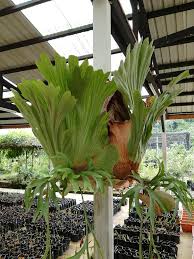 Image result for Platycerium