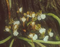 Image result for Solenangis