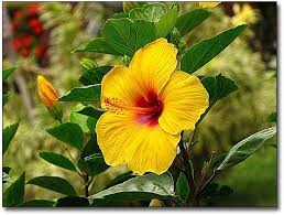 Tropical Flowers Hawaiian Flowers Names Flowers Names Hawaiian Flowers Names Alamanda Flowers Names And Pictures Hawaiian Flowers Flower Names Free shipping on qualified orders. hawaiian flowers flower names