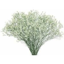 White Diamond Limonium White Wedding Flowers Online Wedding Flowers White Flowers