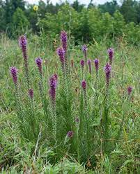 Check spelling or type a new query. Liatris Pycnostachya Wikipedia