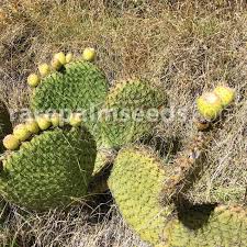 Planetary formulas nopal cactus need help balancing your blood sugar or cholesterol? Opuntia Spinulifera Large Roundleaved Prickly Pear Buy Seeds At Rarepalmseeds Com