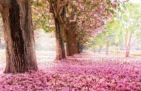 Trova le migliori immagini gratuite di fiori 4k. Cherry Flowers Ultra Hd 4k Wallpaper Uhd Wallpapers Net Landscape Wall Art Wall Art Canvas Painting Paint By Number