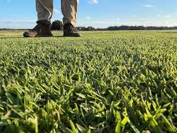 Image result for Brazzeia soyauxii