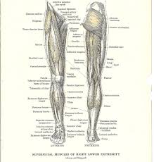This lesson stars one of the coolest and most powerful areas of the human body: Leg Muscles Diagram Free Large Images