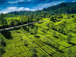 Check spelling or type a new query. Kebun Teh Walini Wisata Alam Anti Stress Di Ciwidey Bandung