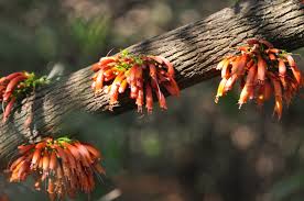 Image result for Halleria elliptica