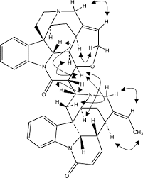 Image result for Strychnos matopensis