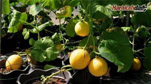 Check 'pemungut hasil tanaman' translations into english. Hasil Tanaman In English