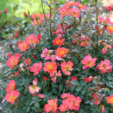So i planted all the oso happy® and oso easy® roses in the fall of 2013 that same year i had also had the good fortune to meet dr. Oso Easy Hot Paprika Rose Rosa X Proven Winners
