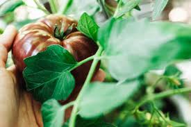 Maybe you would like to learn more about one of these? How To Grow Heirloom Tomato Plants