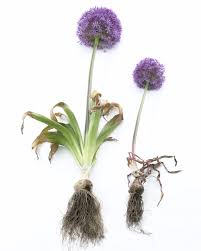 Maybe you would like to learn more about one of these? All About Alliums