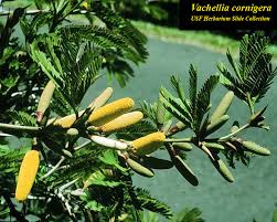 Image result for Acacia cornigera
