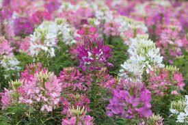 Image result for Cleome oxyphylla