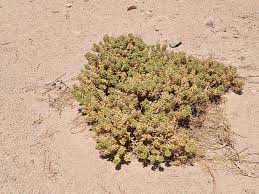 Image result for Cleome monophylloides