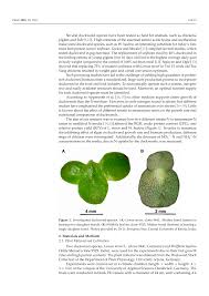 Image result for Wolffiella hyalina