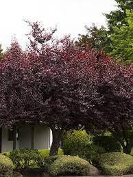The krauter vesuvius plum, or the 'kv plum', is quickly growing in popularity because it has multiple seasons of head turning color to stand out as the prettiest tree in the neighborhood, and they also produce tons of delicious cherry plums. Krauter Vesuvius Purple Leaf Plum