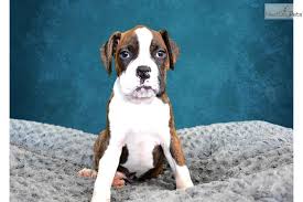 Black And White Boxer Puppies For Sale In California Boxer Puppy For Sale Near Inland Empire California Edf4627f D901 Boxer Dog Puppy Boxer Puppies For Sale Boxer Puppies