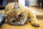 Lazy Cat Breeds • Purrfect Cat Breeds