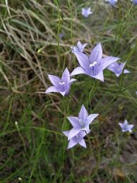 Image result for Wahlenbergia wittei