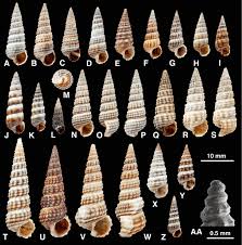 Image result for Solenangis conica