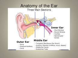 Anatomy Of The Ear