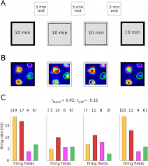 Besides the animal cell, the plant cell is also included, but on this occasion, we will figure out how to create a cell model for the animal. Burst Activity Plays No Role For The Field To Field Variability And Rate Remapping Of Grid Cells Biorxiv