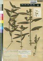 Image result for Ozoroa reticulata