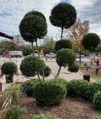 Most pines are hardy to zone 3 or 4. Pom Pom Holly 2 Texas Seasons