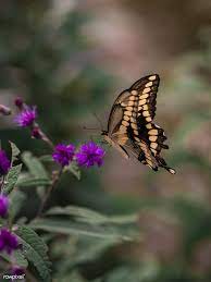 Closeup Of A Swallowtail Butterfly And Purple Thistle Flowers Free Image By Rawpixel Com Aaron Burden Swallowtail Butterfly Swallowtail Free Images