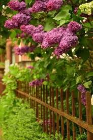 Fliederbaum Fur Ein Aromatisches Dekor Im Garten Und Haus Fliederbaum Pflanzen Und Gartendesign Ideen