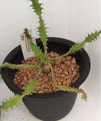 Image result for Monadenium torrei