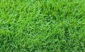 Learn Bermuda Vs Fescue Grass How To Guides Tips And Tricks Fescue Grass Types Of Grass Grass Seed For Shade