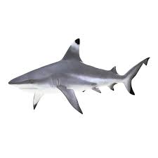 Black And White Cute Black And White Shark Clipart Blacktip Reef Shark 3d Model Shark Tattoos Reef Shark Shark Art