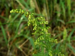 Image result for Artemisia sp.no.1