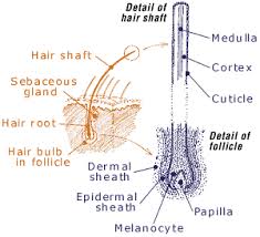 Maybe you would like to learn more about one of these? Exploratorium Magazine Hair Page 2