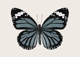 Butterfly is a leading online table tennis store, offering professional table tennis equipment, including ping pong tables and ping pong paddles for experts. Purchase Blue Butterfly Poster Online Dearsam Eu