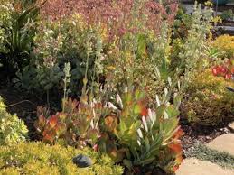 Kalanchoe Luciae In 2020 Succulent Landscaping Succulent Landscape Design Hardy Plants