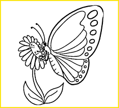 Kupu kupu monarch termasuk kupu kupu yang umum dan dapat kita jumpai di belahan dunia manapun. 2021 Gambar Sketsa Kupu Kupu Indah Cantik Mudah Dibuat Sindunesia