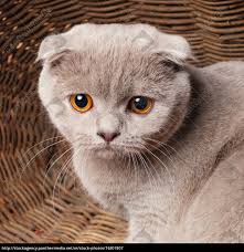 Cat eye color in most black cat eyes is going to be yellow or orange, although it is not impossible to find a black cat with blue eyes. Gray Cat With Yellow Eyes Scottish Fold Sits In A Stock Photo 16301807 Panthermedia Stock Agency